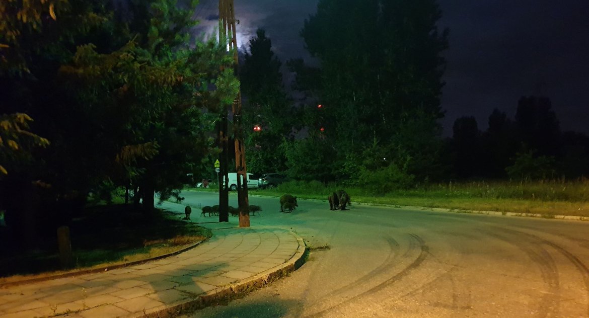 Zdjęcie dzików na ulicy w Białymstoku/ nadesłane przez czytelnika