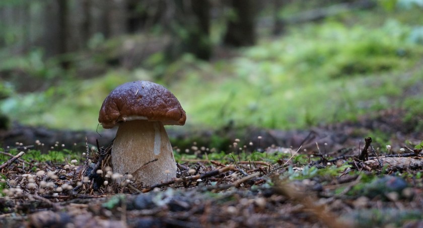 Zdjęcie grzyba w lesie/ Pixabay.com