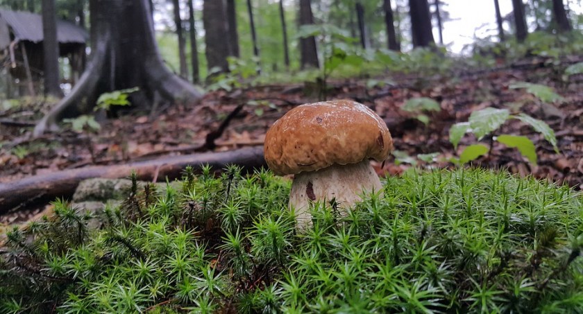 Zdjęcie grzyba rosnącego w lesie/ Pixabay.com