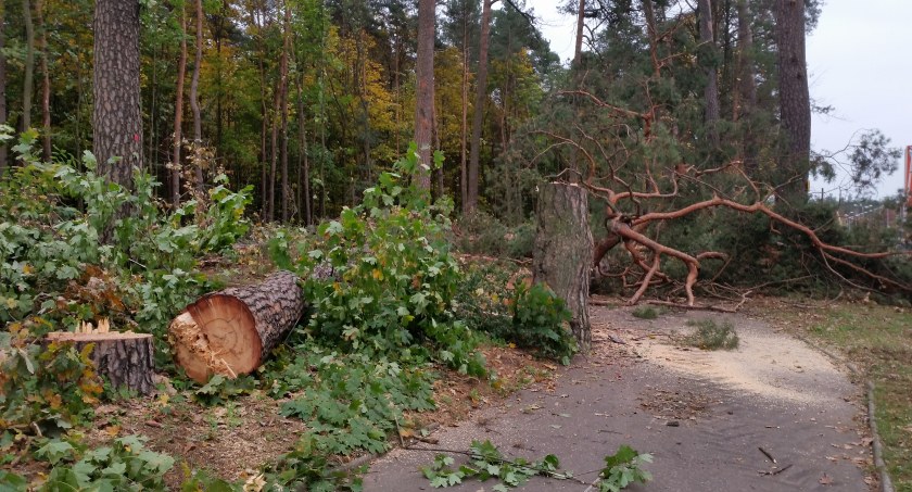 Zdjęcie z wycinki drzew przy ulicy Wiosennej w Białymstoku/ DDB