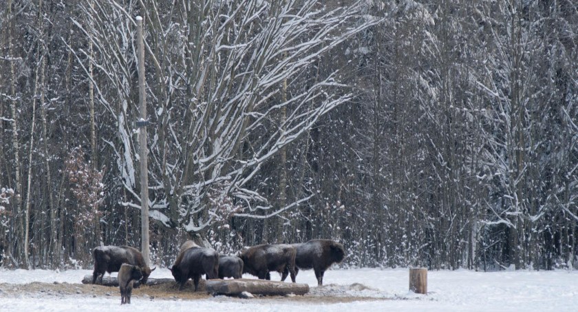 Zdjęcie żubrów w Białowieży/ DDB