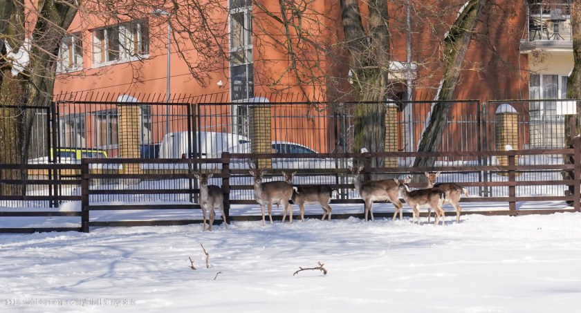 Zdjęcie zwierząt w Akcencie ZOO/ bialystok.pl