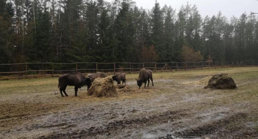 Zdjęcie żubrów/ Nadleśnictwo Augustów