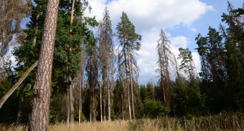 Zdjęcie Puszczy Białowieskiej/ Julia Melchior