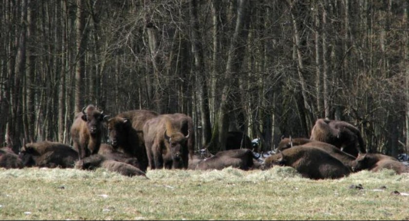 Zdjęcie żubrów w Puszczy Białowieskiej/ Nadleśnictwo Hajnówka