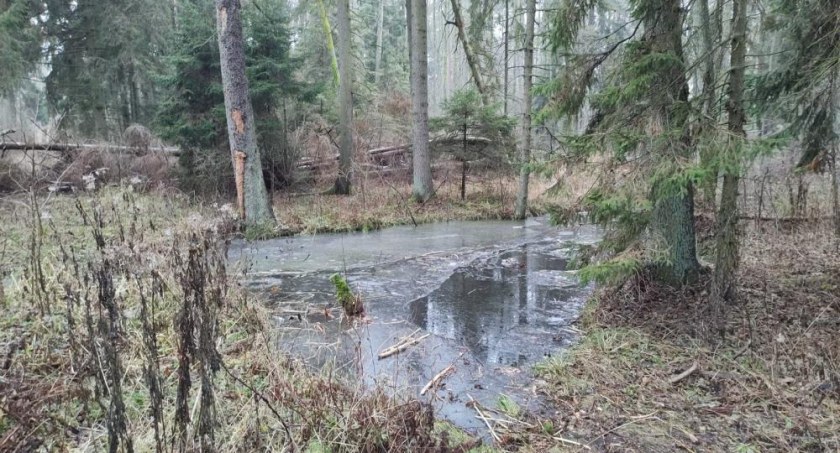 Zdjęcie terenów leśnych Nadleśnictwa Bielsk/ RDLP Nadleśnictwo Bielsk