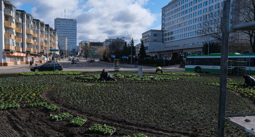 Zdjęcie nasadzeń kwiatów na rondzie Lussy/ bialystok.pl
