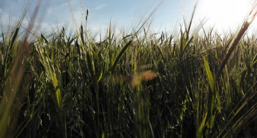 Zdjęcie zboża/ DDB