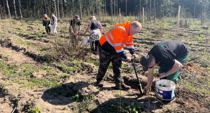Zdjęcie leśników przy nasadzaniu nowych drzew/ Nadleśnictwo Supraśl)
