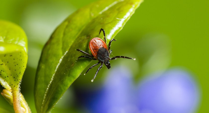 Zdjęcie kleszcza na liściu/ Pixabay.com