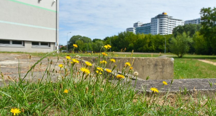 Zdjęcie terenu zielonego na osiedlu Białostoczek/ bialystok.pl
