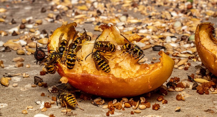 Zdjęcie os na owocu/ Pixabay.com