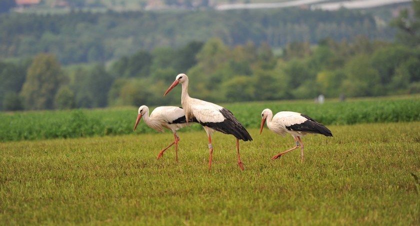 Zdjęcie bocianów na polu/ Pixabay.com