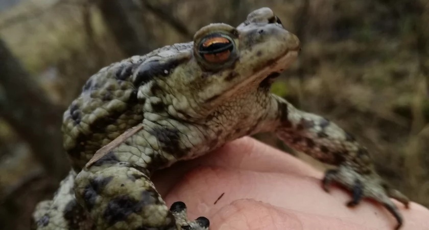 Zdjęcie żaby trzymanej na ludzkiej dłoni
