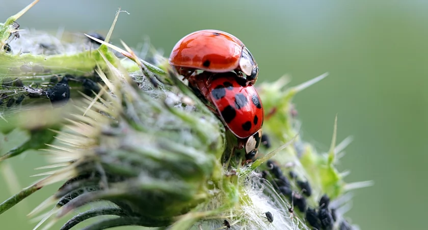 Zdjęcie biedronek azjatyckich/ Pixabay.com
