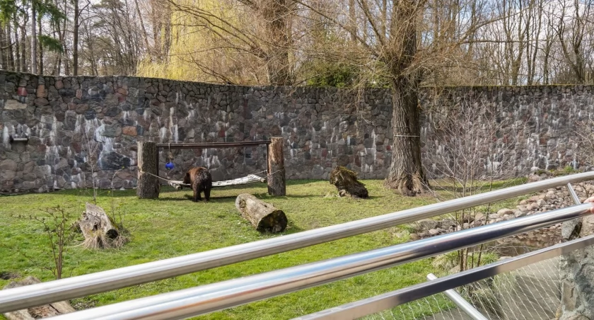 Zdjęcie niedźwiedzia w Akcencie ZOO w Białymstoku/ bialystok.pl