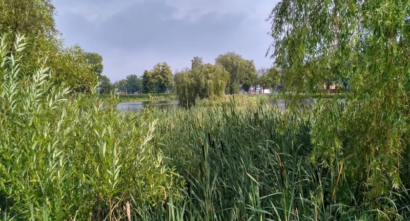 Zdjęcie stawów na Mickiewicza/ DDB