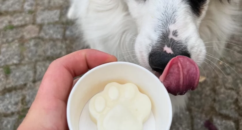 Zdjęcie psa i loda dla psa