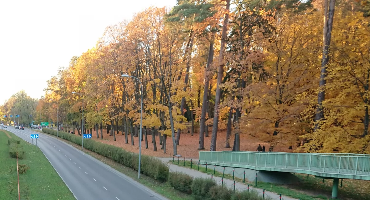 Zdjęcie drzew jesienią w Białymstoku/ Fakty Białystok