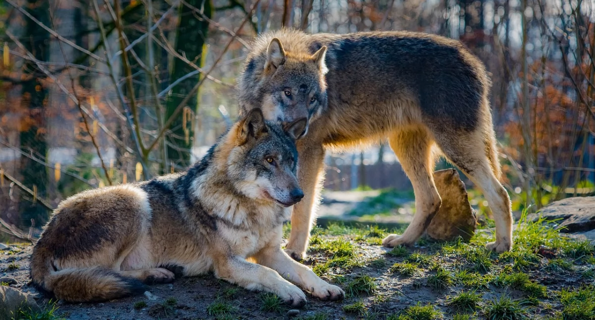 Zdjęcie wilków w lesie/ Pixabay.com