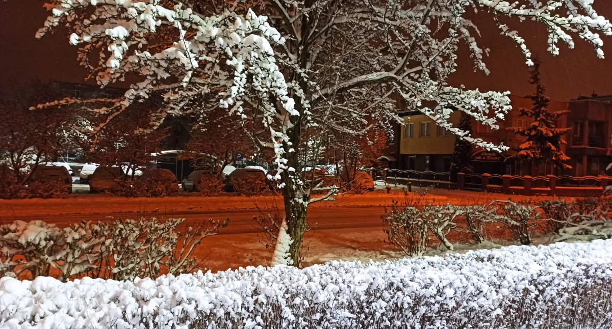 Zdjęcie zaśnieżonego drzewa i krzewów/ Fakty Białystok