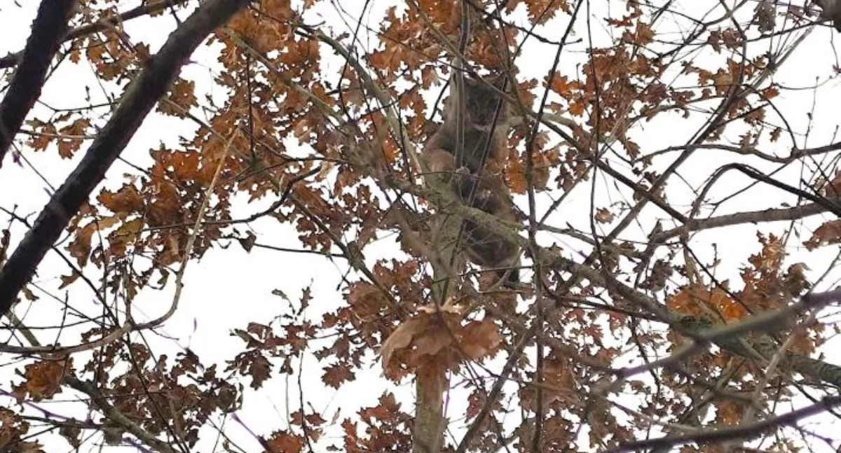 Zdjęcie rysia siedzącego na drzewie/ Nadleśnictwo Nurzec