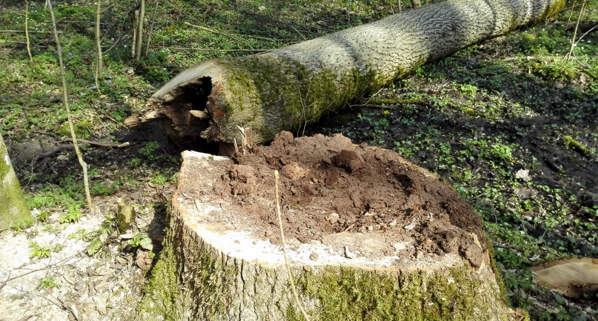 Zdjęcie martwego drzewa/ Fakty Białystok