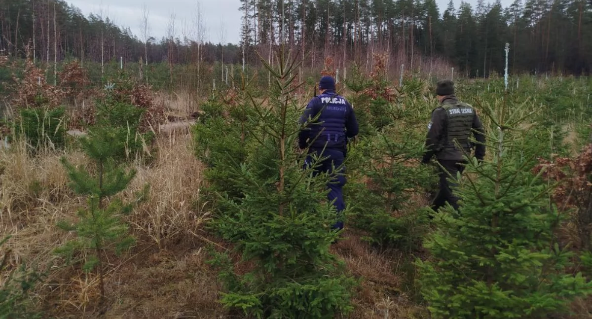 Zdjęcie strażnika leśnego i policjanta przy choinkach/ RDLP