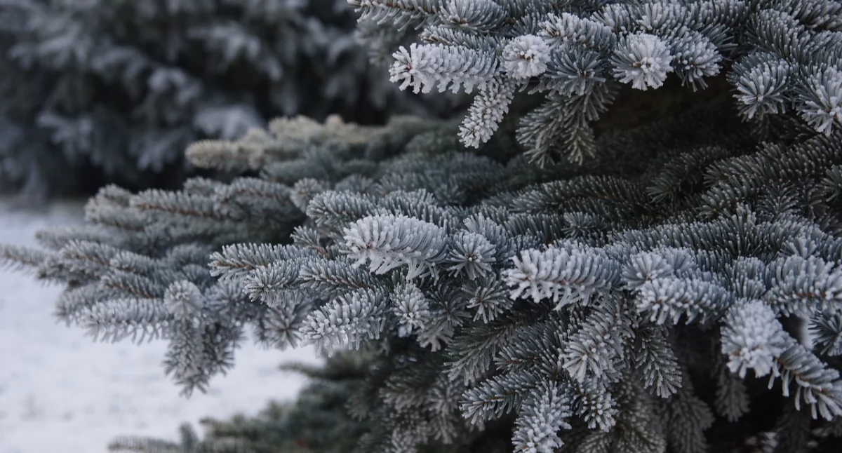 Zdjęcie choinki w lesie/ Pixabay.com