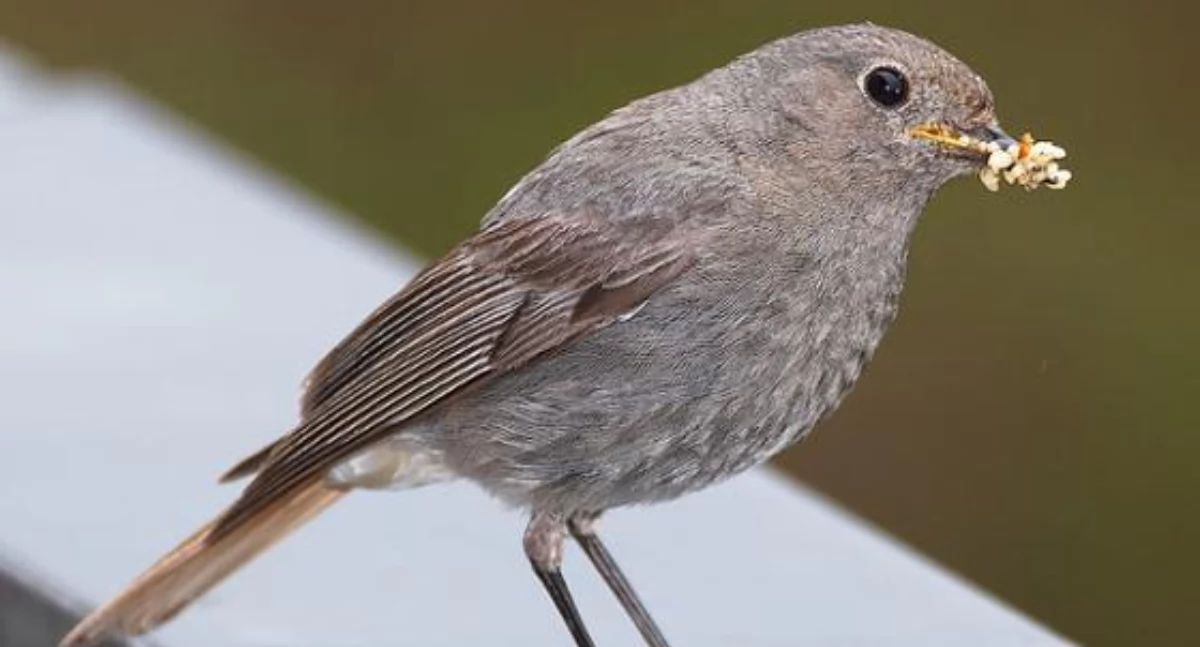 Zdjęcie ptaszka z jedzeniem w dziobie/ RDLP