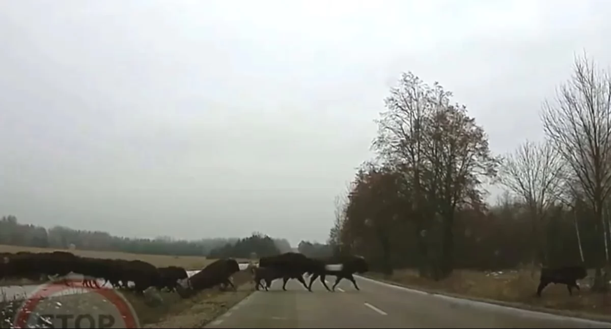 Moto, Kierowcy uważajcie dzikie zwierzęta! bardzo niebezpiecznie! - zdjęcie, fotografia