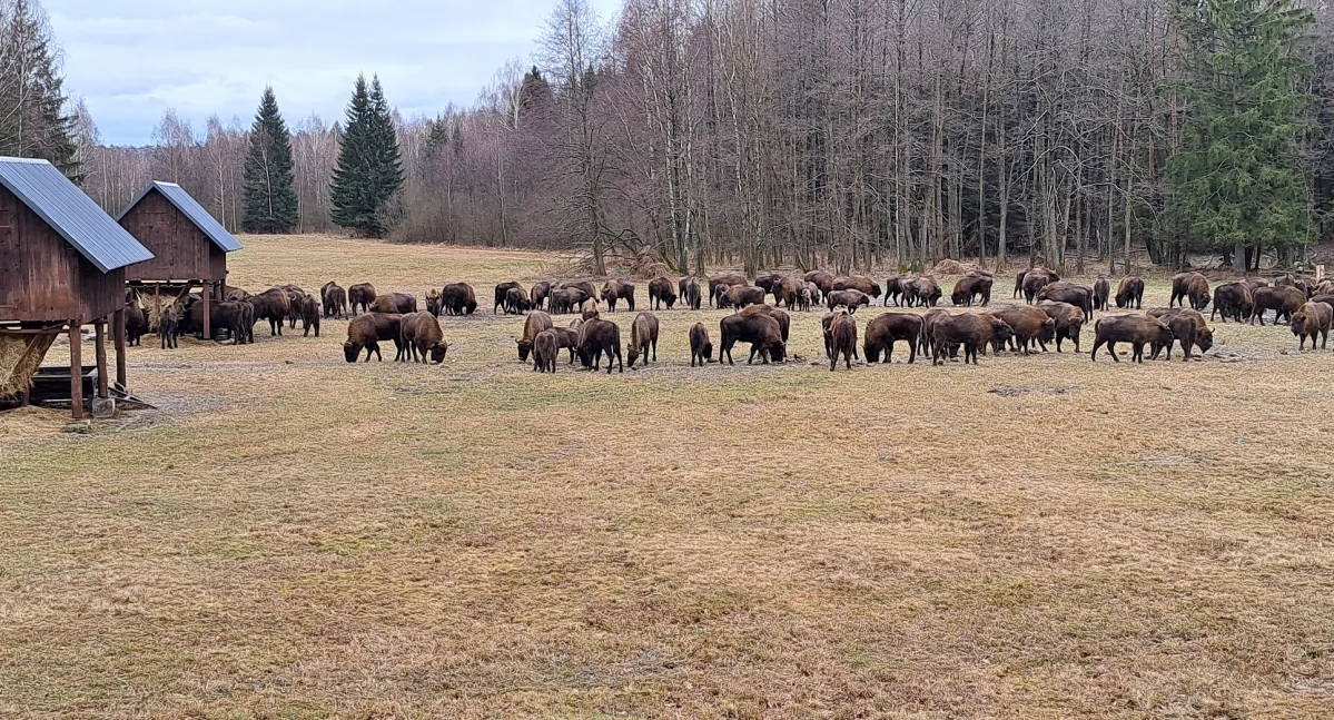 Zdjęcie żubrów przy paśniku/ Nadleśnictwo Krynki