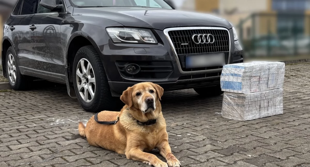 Zdjęcie labradora przy zarekwirowanych przez KAS papierosach i samochodzie/ KAS