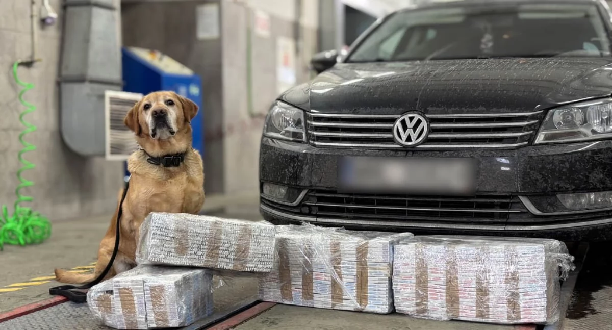 Zdjęcie labradora przy samochodzie z kontrabandą papierosową / Foto: KAS