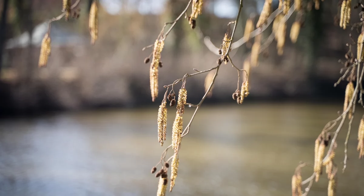 Zdjęcie wiosennych roślin i drzew nad rzeką/ Pixabay.com