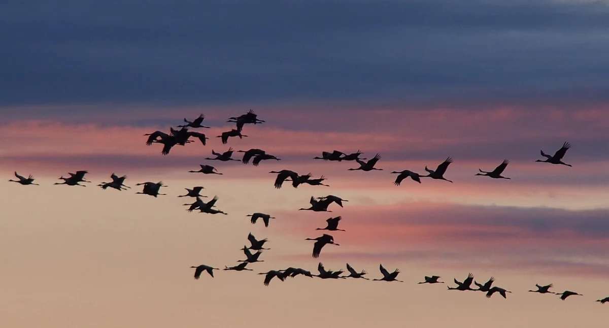 Zdjęcie lecących żurawi/ Pixabay.com
