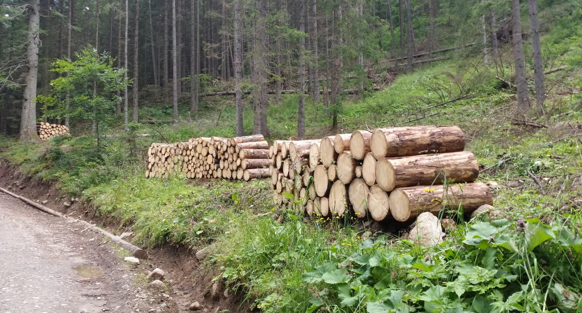 Zdjęcie ściętych kłód drzew leżących w stosach/ Fakty Białystok