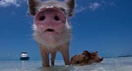 2645702738_2da25ed847_z-630x418