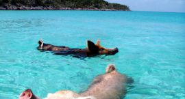 7875531868_d42e158b2e_c-360x480