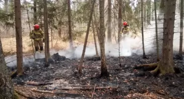 Traw wypalać nie wolno. Leśnicy wyjaśniają dlaczego